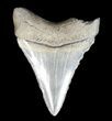 Bargain, Juvenile Megalodon Tooth - Georgia #43045-1
